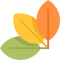 RapiDoc Logo